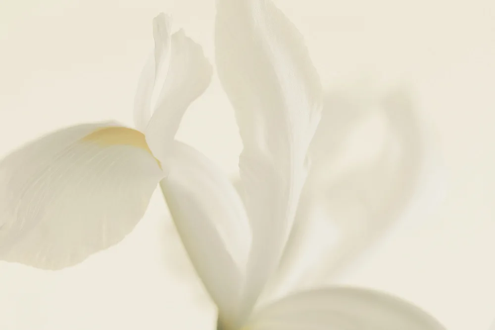 Fennell, Alyson: White Iris Flower Close Up