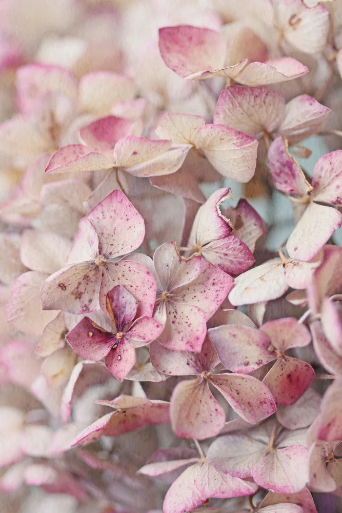 Fennell, Alyson: Vintage Pink Hydrangea Petals
