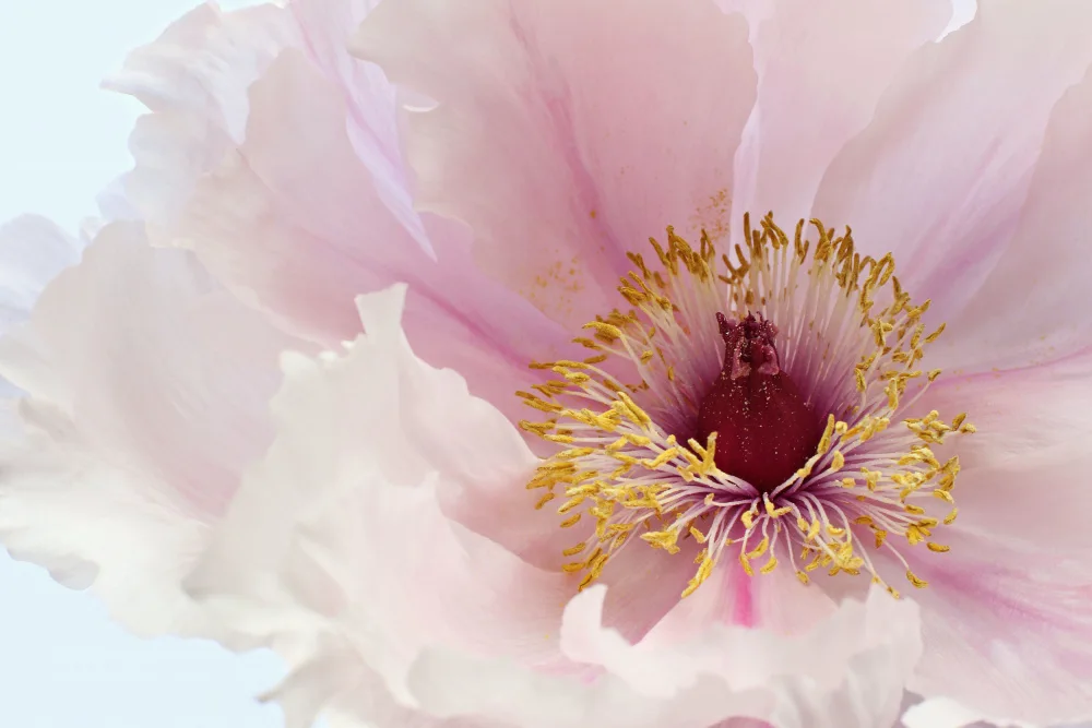 Fennell, Alyson: Pink Tree Peony Flower
