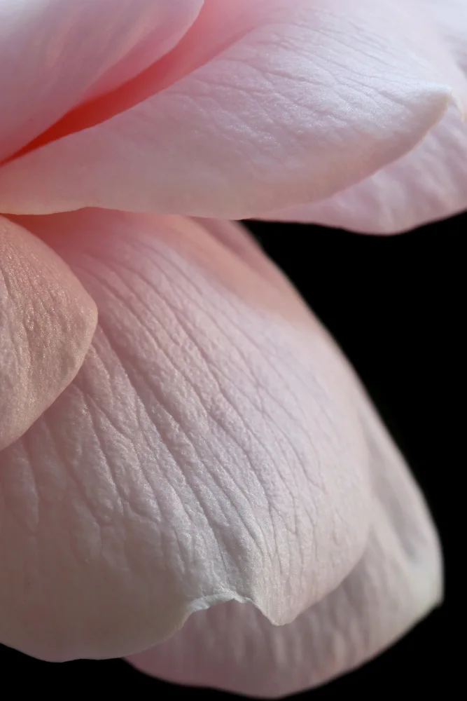 Fennell, Alyson: Pink English Rose Closeup