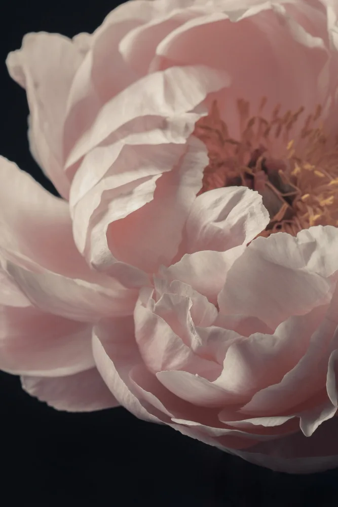 Fennell, Alyson: Coral Peony Flower Closeup