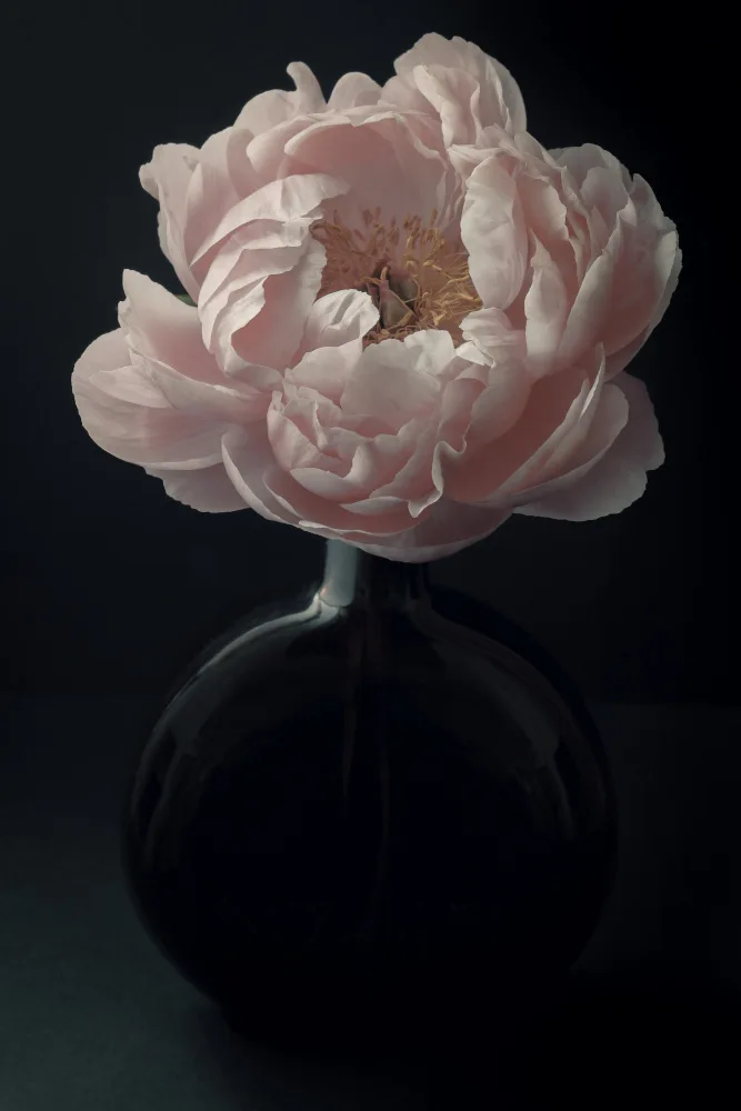 Fennell, Alyson: Coral Peony Flower Still Life
