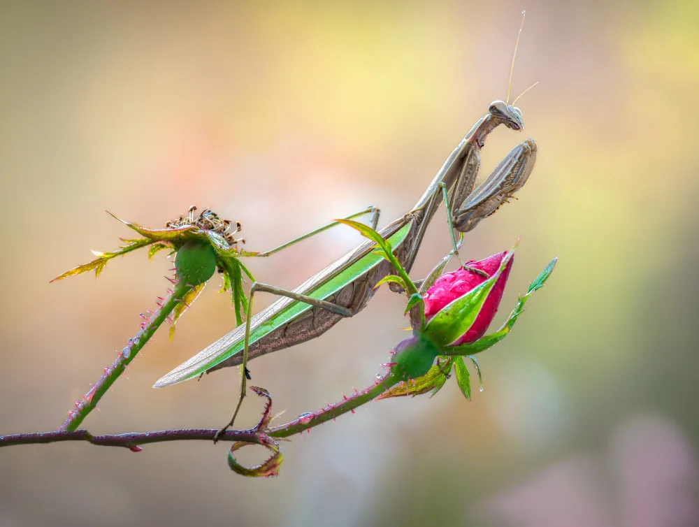 Saluja, Atul: Rose lover