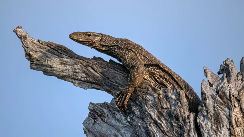 Goossens, Henk: Lézard varan terrestre