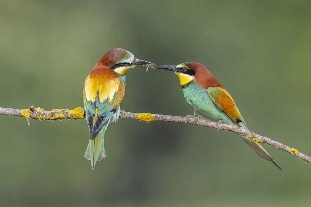 Mizrachy, Haim: BEE-EATERS IN BREAKFAST