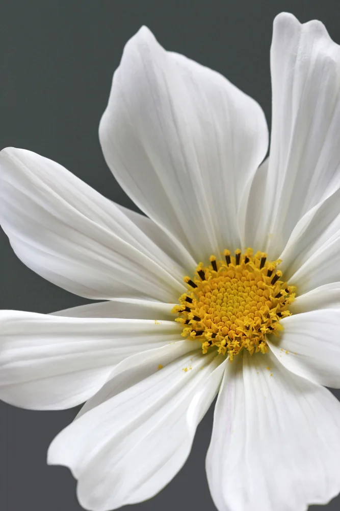 Fennell, Alyson: Cosmos Flower Closeup