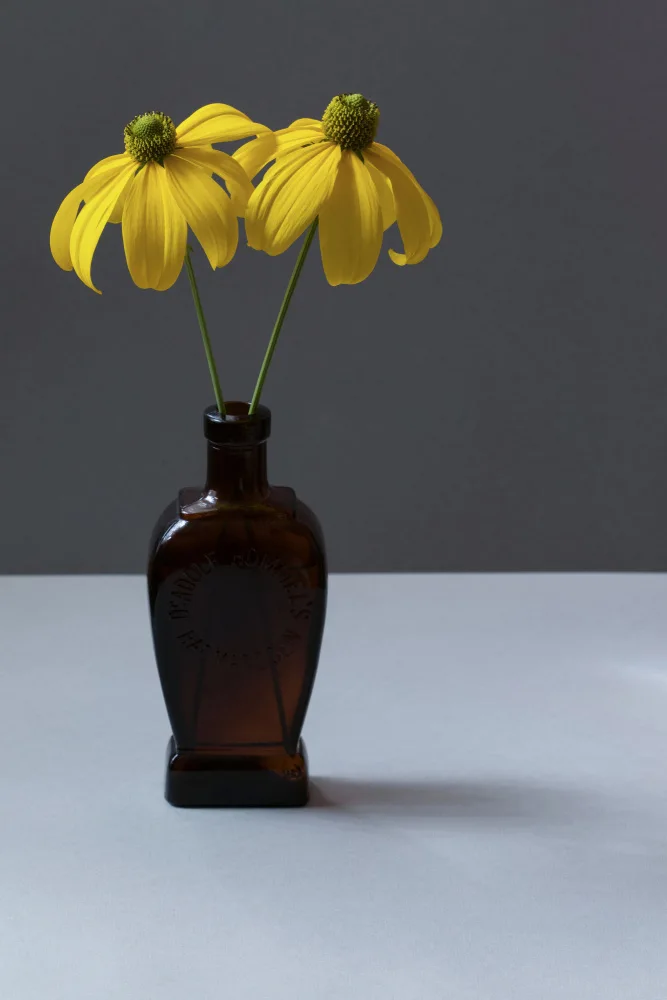 Fennell, Alyson: Yellow Rudbeckia Still Life