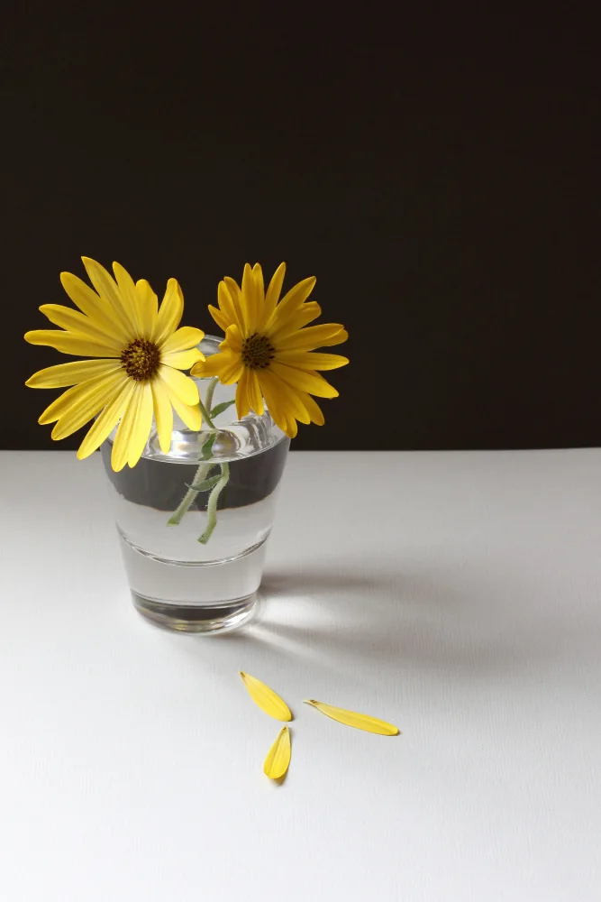 Fennell, Alyson: Yellow Daisy Still Life