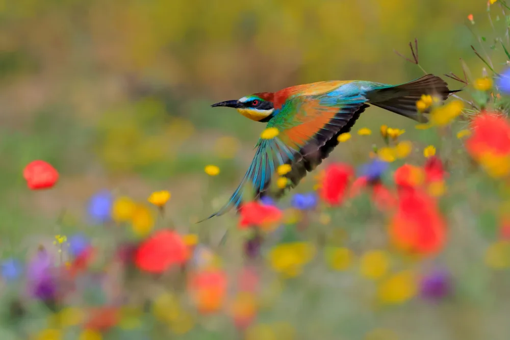 Dominguez, Miguel Andres: Spring