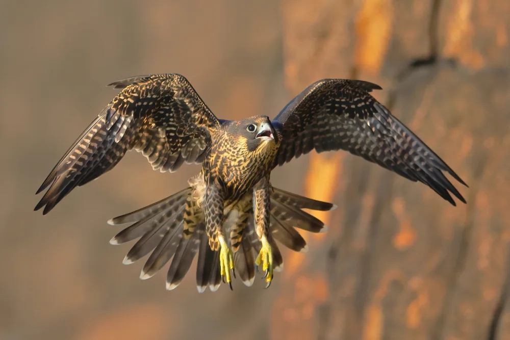 Lam, Gavin: Falco pellegrino