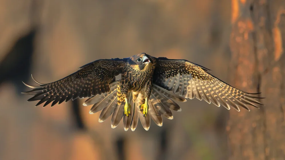Lam, Gavin: Peregrine Falcon