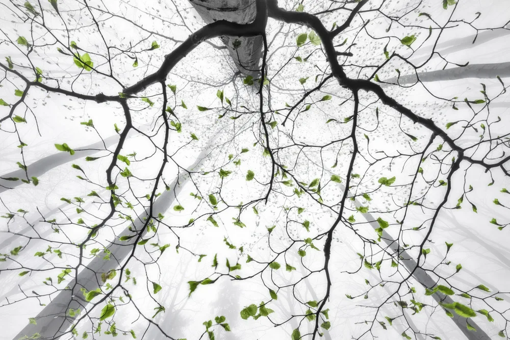 Pavlasek, Tom: Leaves of spring