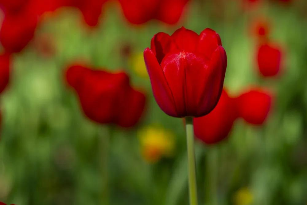 akyurt, engin: rote Tulpen