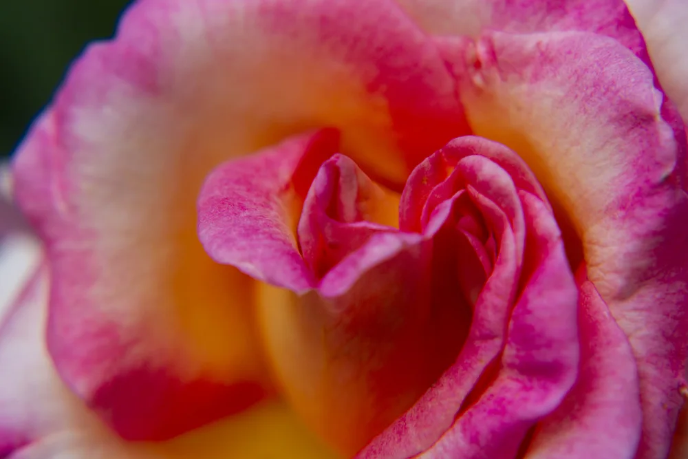 akyurt, engin: rosa da vicino