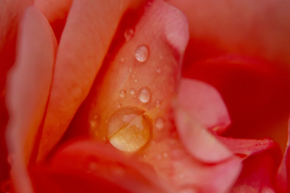 akyurt, engin: petalo di rosa e gocce d'acqua