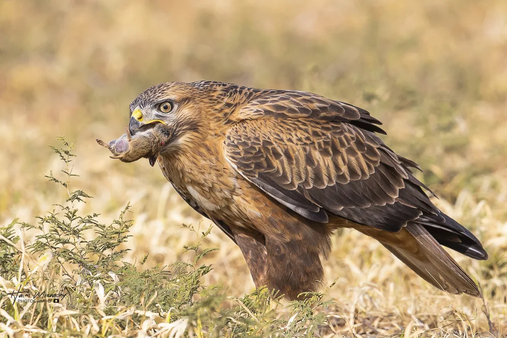Mizrachy, Haim: Long-legged buzzard in breafast