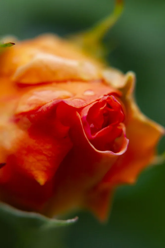 akyurt, engin: primo piano di una rosa