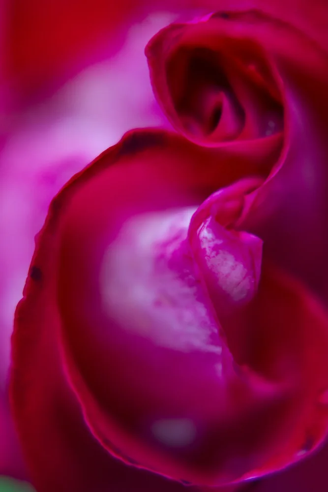 akyurt, engin: primo piano di una rosa