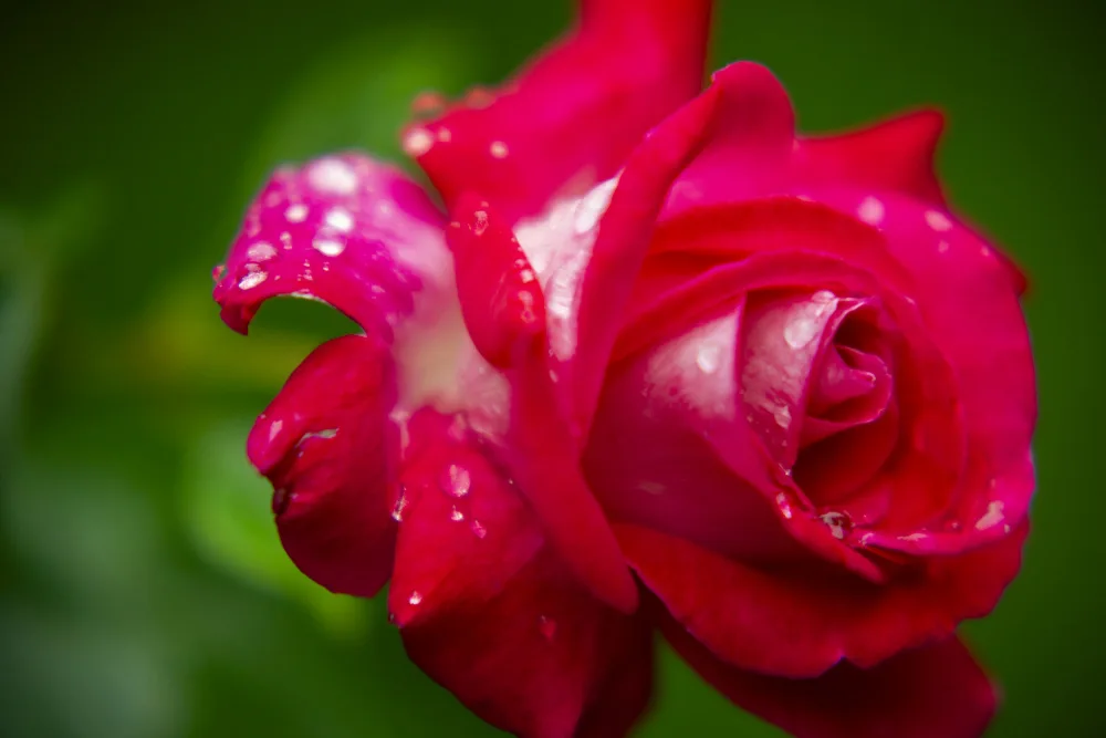 akyurt, engin: rosa Rosa
