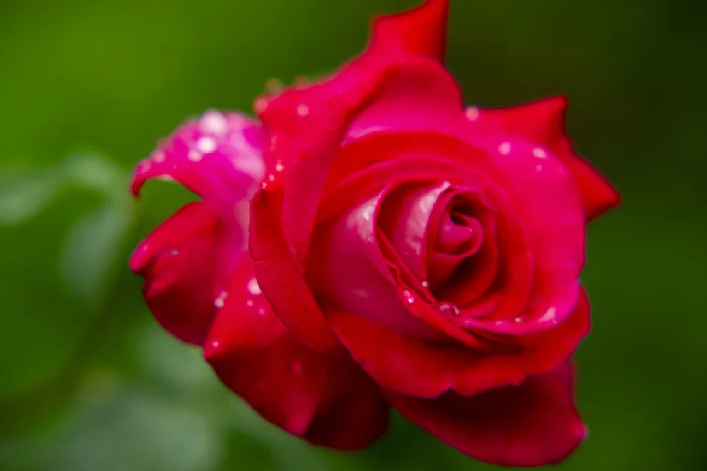 akyurt, engin: beautiful rose
