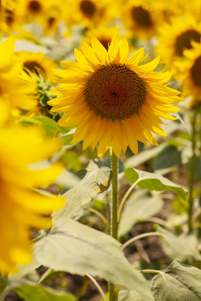 akyurt, engin: girasoli in una giornata di sole