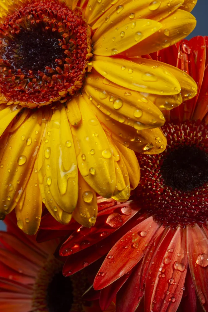akyurt, engin: Gerbera květiny a kapky vody