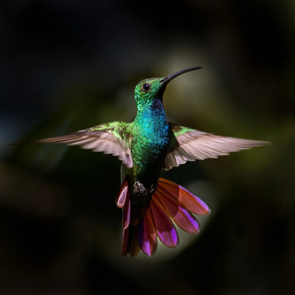 Zhang, Xiaohong: Green-breasted Mango