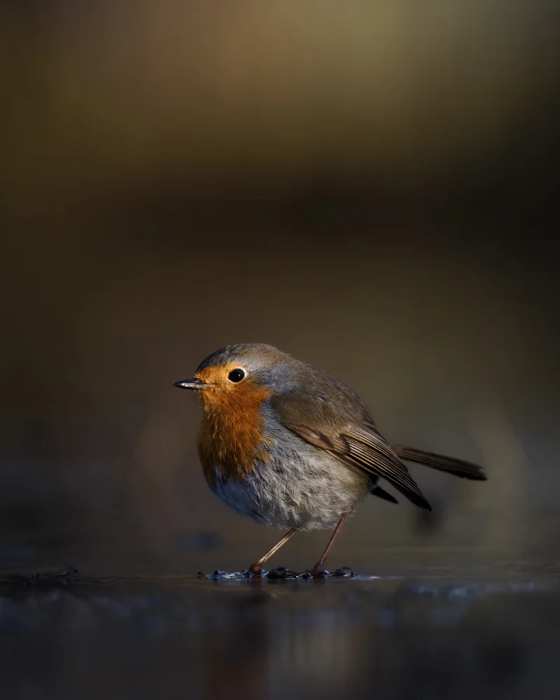 Renmyr, Magnus: Robin eating a cold dish