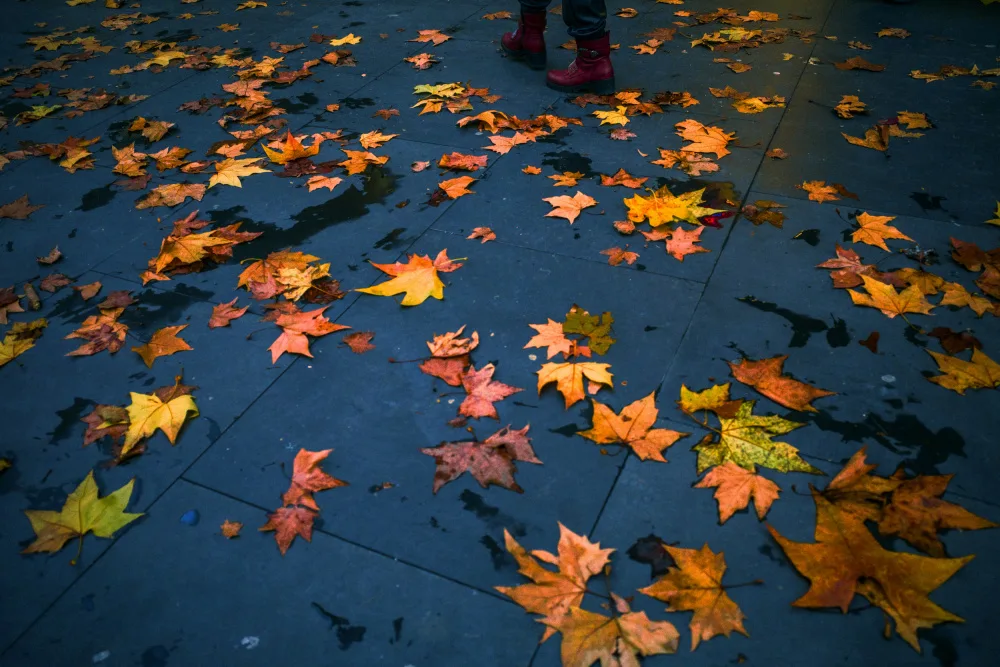 Trerotoli, Alessio: Herbst