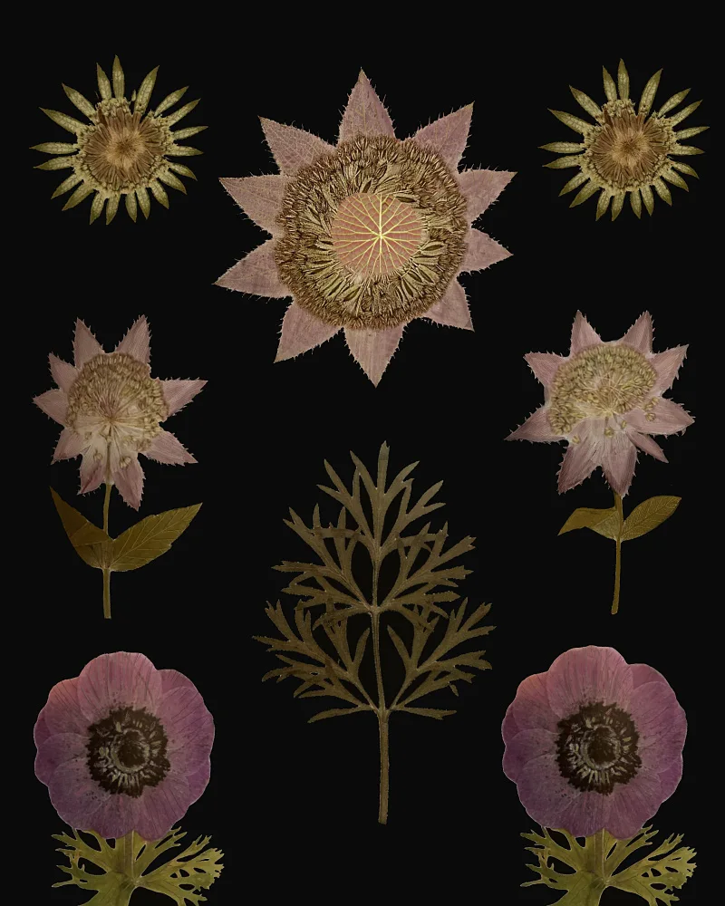 nicolo, giovanna: Purple Garden.png