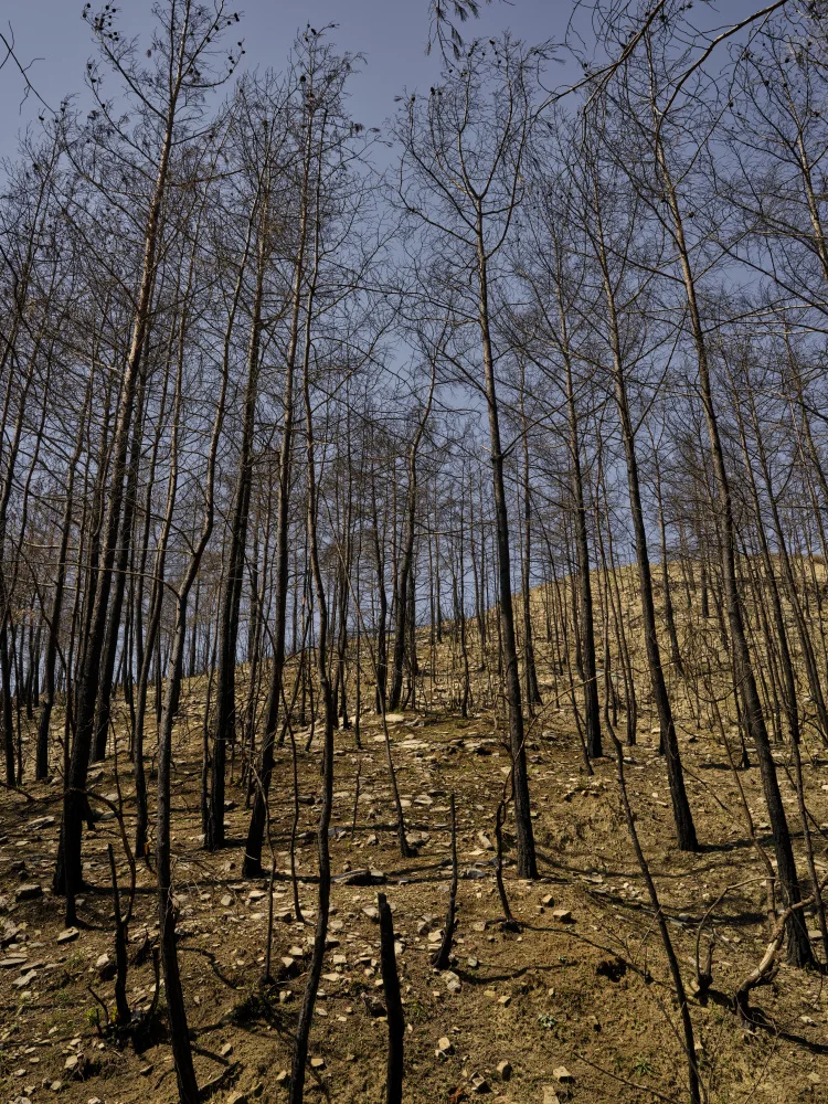 akyurt, engin: burnt trees in the forest