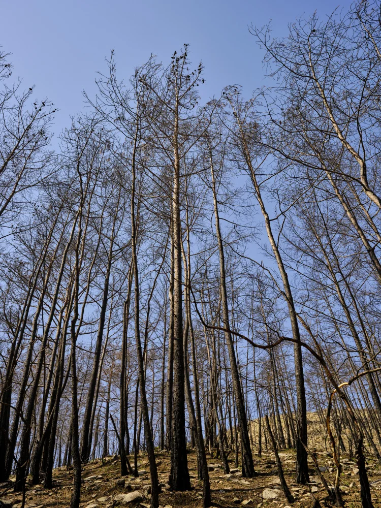 akyurt, engin: alberi bruciati nella foresta