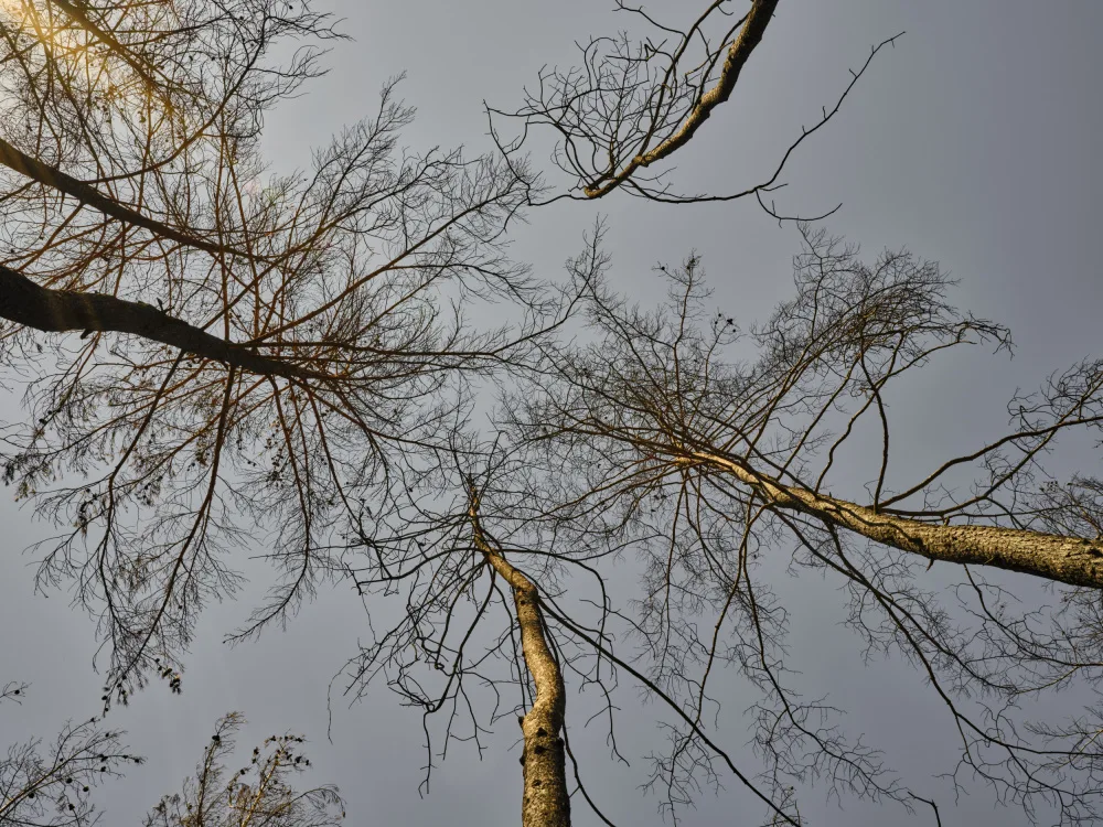 akyurt, engin: arbres brûlés dans la forêt
