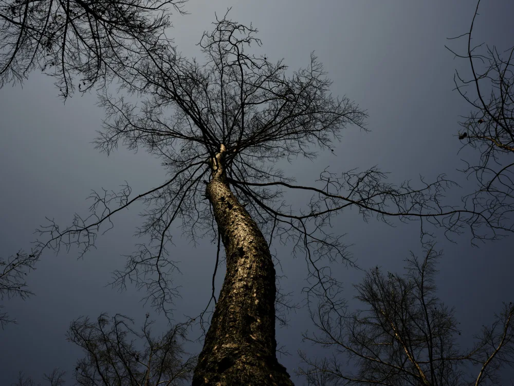 akyurt, engin: arbre brûlé et fond de ciel