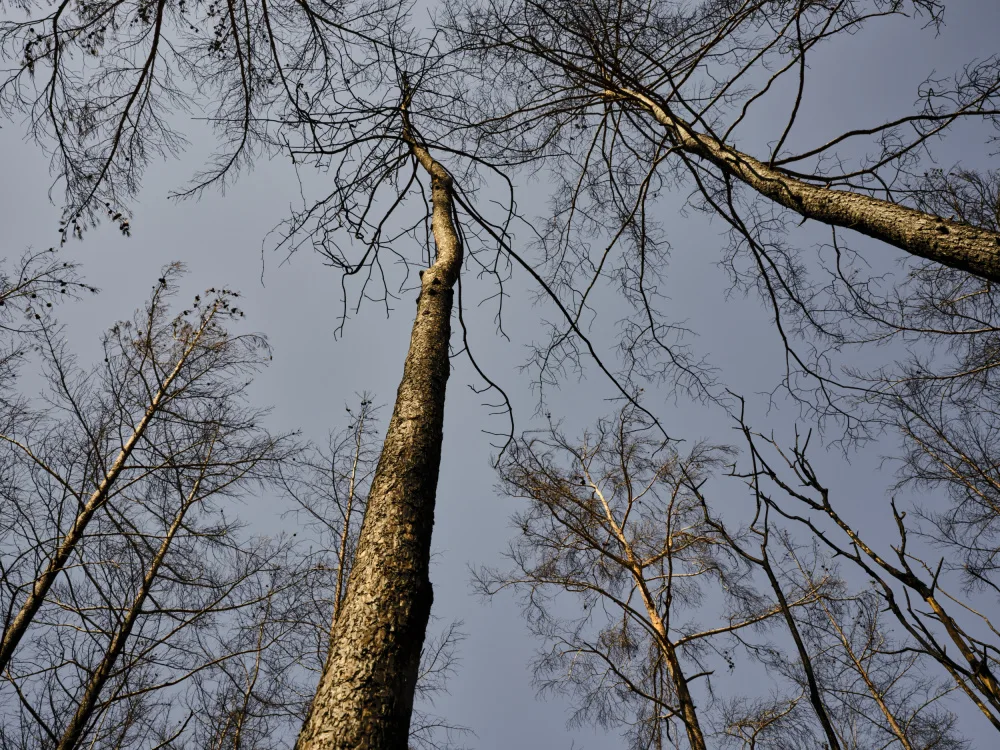 akyurt, engin: alberi bruciati e sfondo del cielo