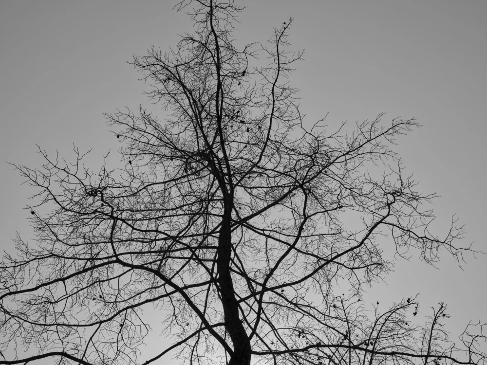 akyurt, engin: un albero bruciato