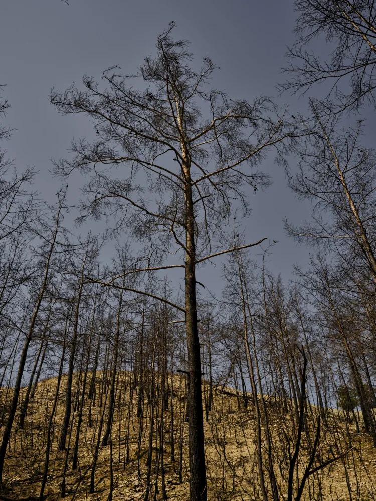 akyurt, engin: immagine di una foresta dopo un incendio