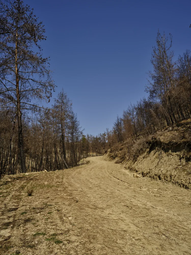 akyurt, engin: forest and path