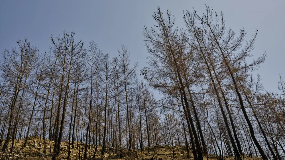 akyurt, engin: burnt trees in the forest