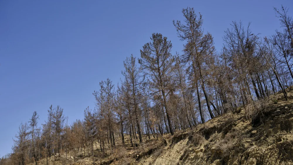 akyurt, engin: image of a forest after a fire