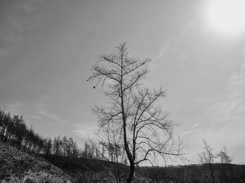 akyurt, engin: spálený strom