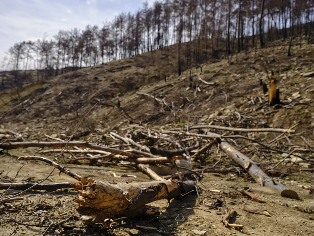 akyurt, engin: alberi bruciati nella foresta
