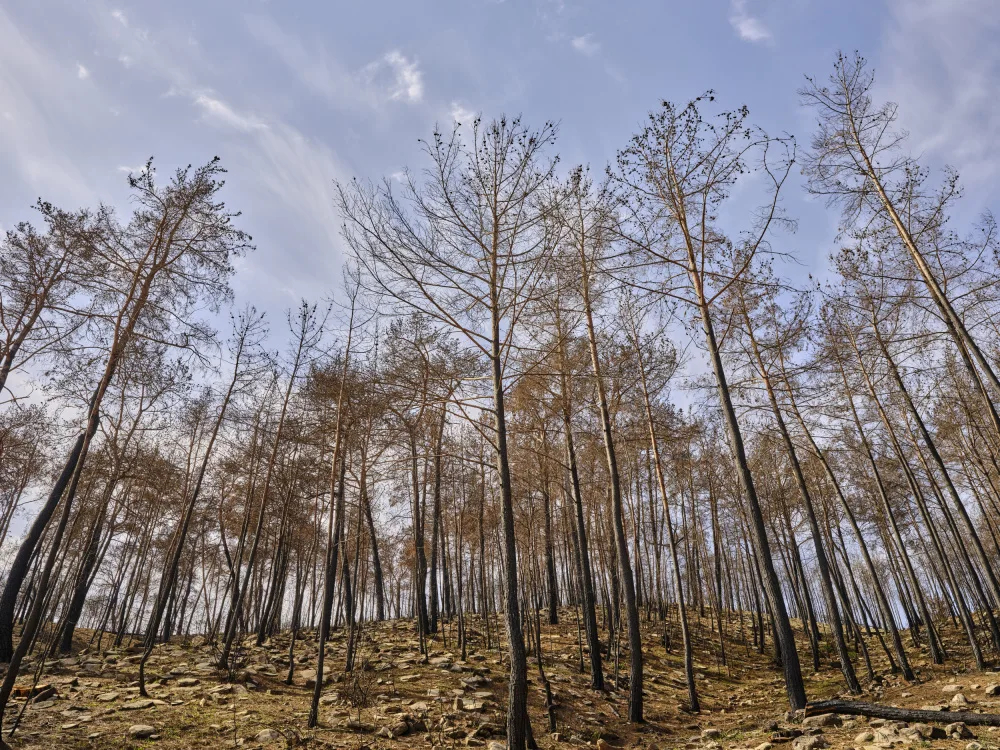 akyurt, engin: immagine di una foresta dopo un incendio