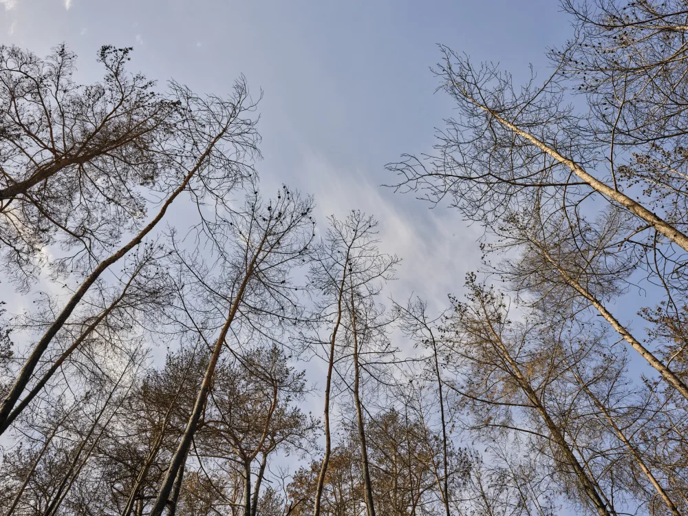 akyurt, engin: image of a forest after a fire