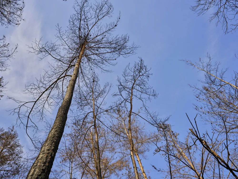 akyurt, engin: burnt trees and sky background