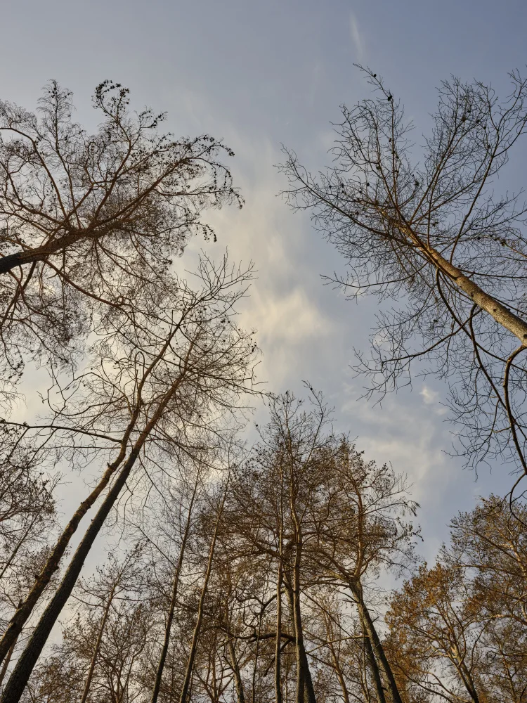 akyurt, engin: immagine di una foresta dopo un incendio