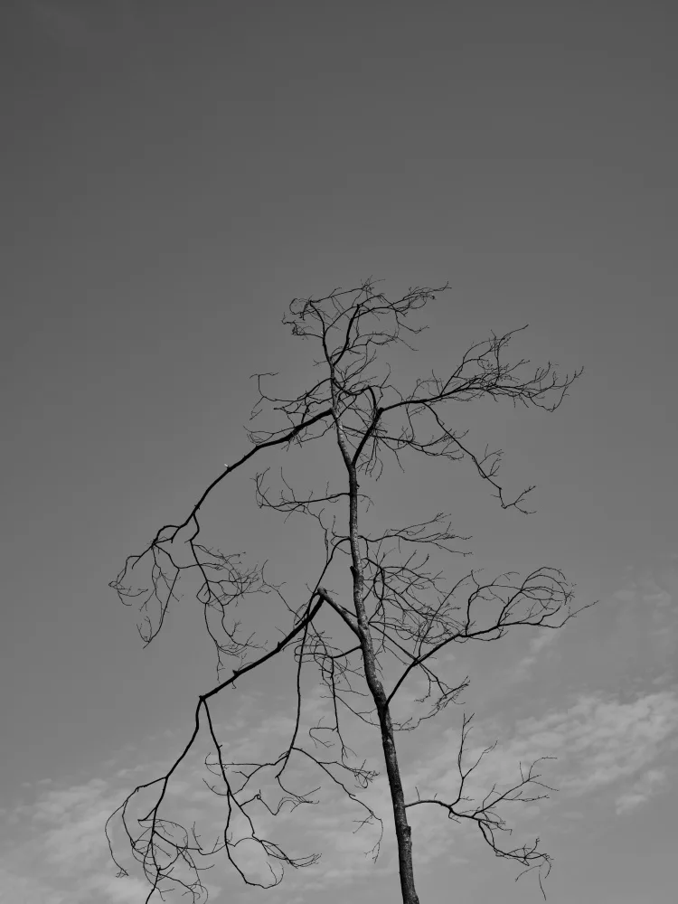 akyurt, engin: ein verbrannter Baum und Himmel