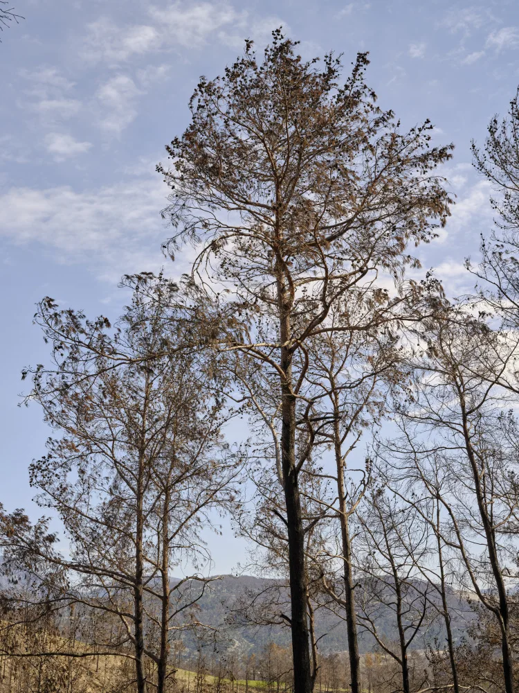 akyurt, engin: arbres brûlés et fond de ciel