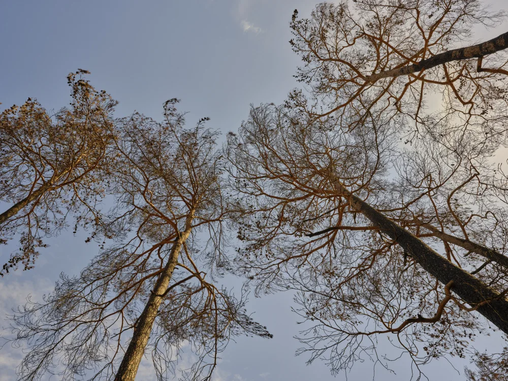 akyurt, engin: alberi bruciati nella foresta