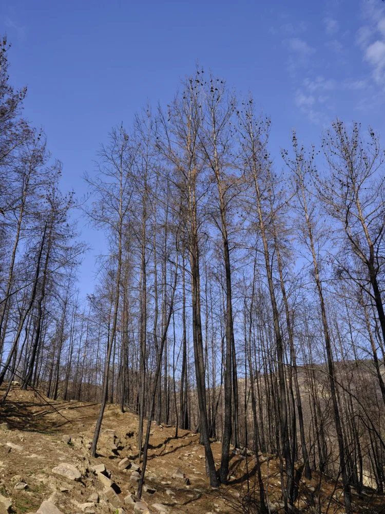 akyurt, engin: alberi bruciati nella foresta
